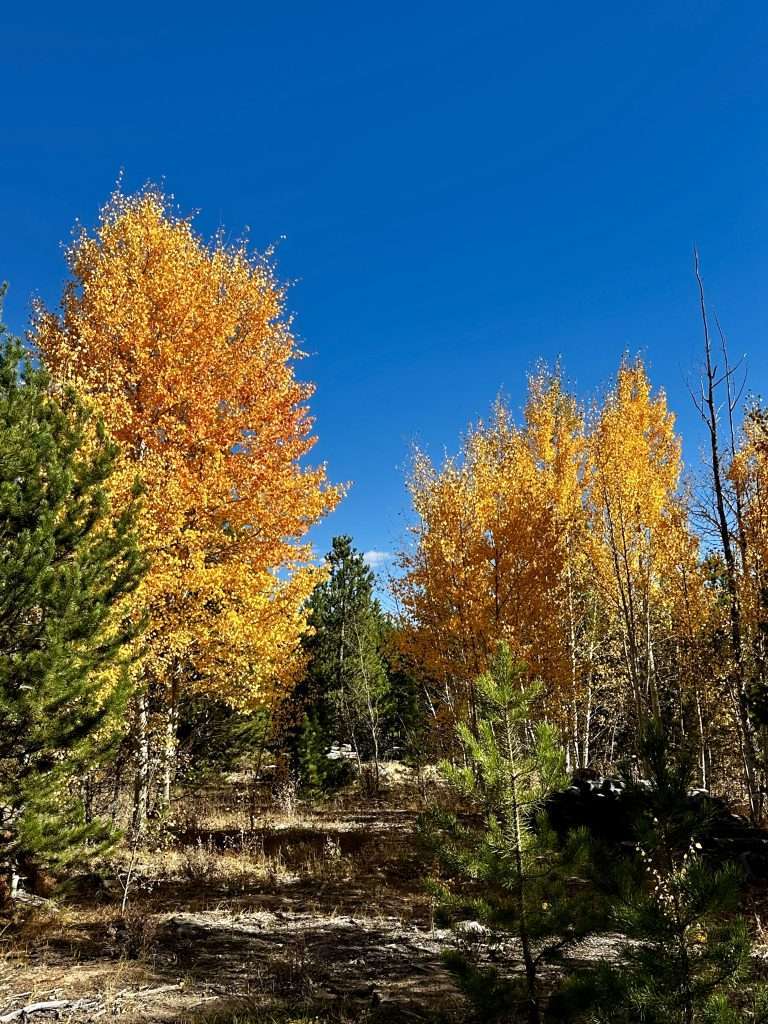 Small grove of yellow and green trees