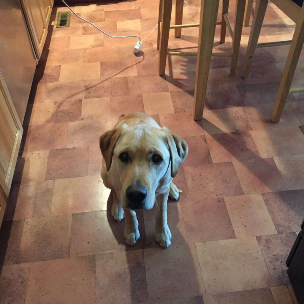 Small blonde puppy sitting, staring up
